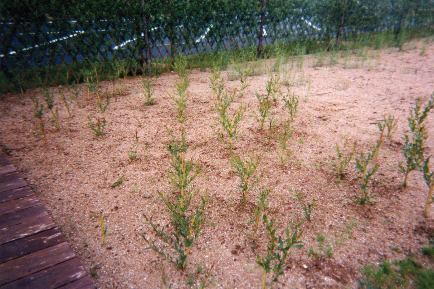 Jeunes saules plantés pour le génie végétal