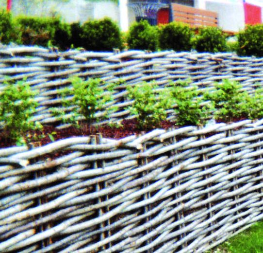 Bordure d'osier clair autour de plantations